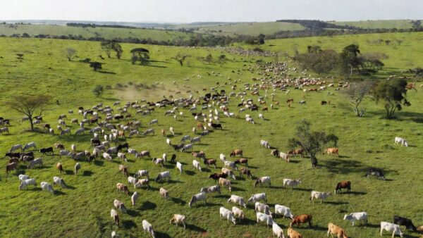 Rei do Gado: Foto: Montagem Compre Rural