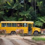 Vacas ocupam ônibus escolar em Novo Repartimento, Pará