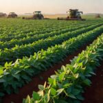 Plantação de soja em fazenda brasileira com registro de operações rurais