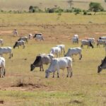 Rebanho de gado vacinado contra a febre aftosa no Pará - Arquivo — Foto: Divulgação / Adepraá