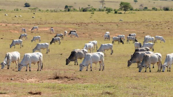 Rebanho de gado vacinado contra a febre aftosa no Pará - Arquivo — Foto: Divulgação / Adepraá