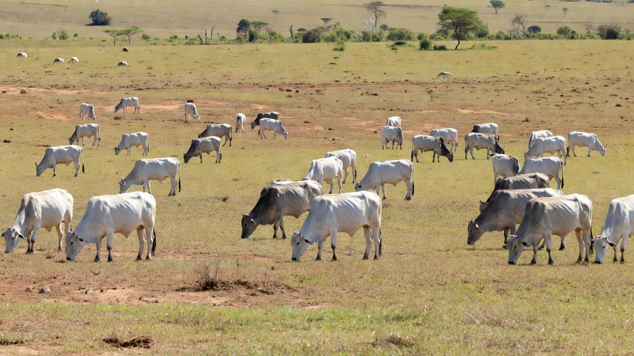 Rebanho de gado vacinado contra a febre aftosa no Pará - Arquivo — Foto: Divulgação / Adepraá