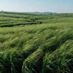 Campos de cana-de-açúcar em São Paulo representando o mercado de açúcar cristal