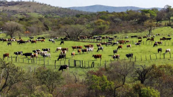 Montagem CompreRural
