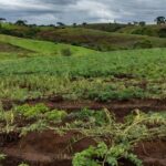 Lavouras de feijão e batata colhidas no Paraná com perdas na safra