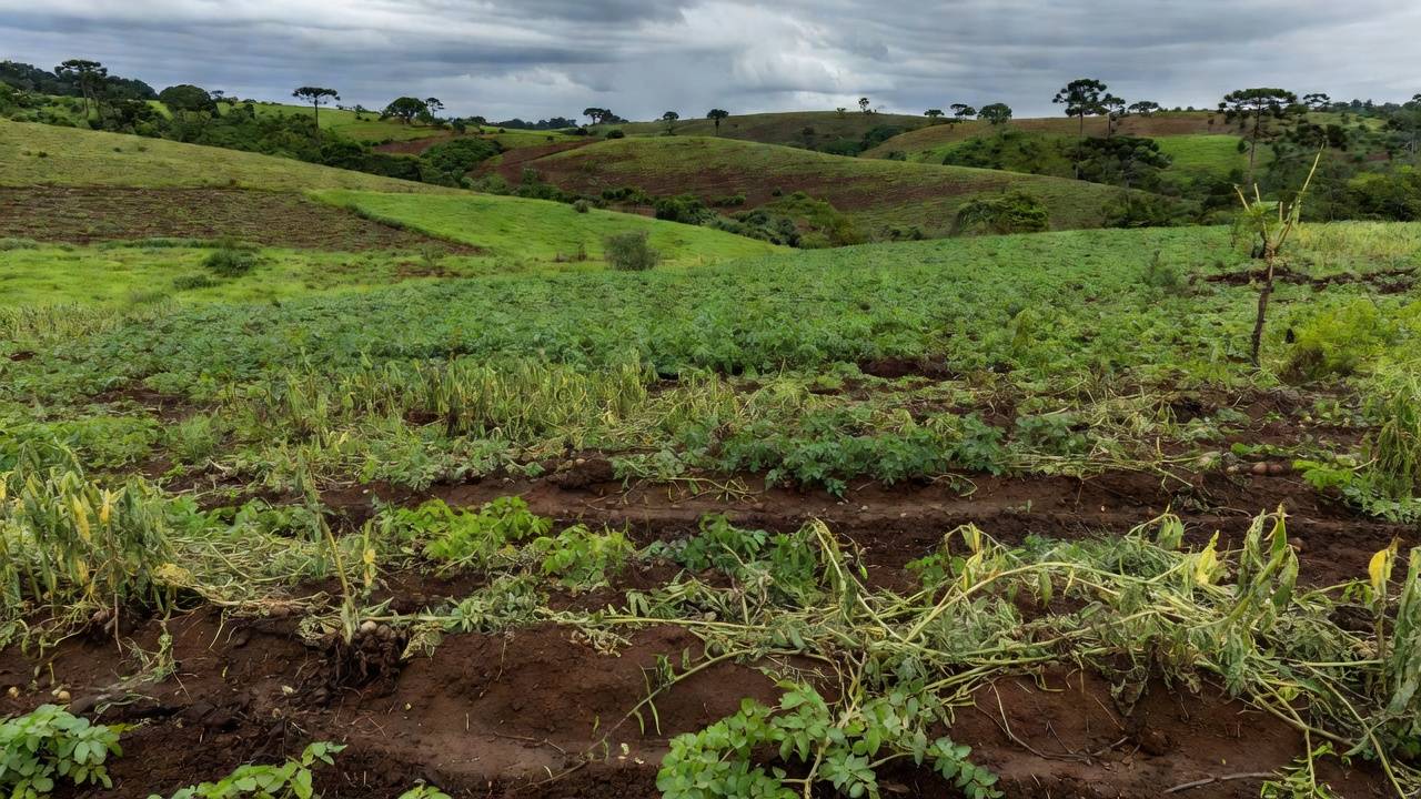 Lavouras de feijão e batata colhidas no Paraná com perdas na safra