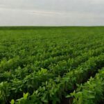 Plantação de soja no Brasil com céu nublado, representando alta de preços por tensões no Mar Negro