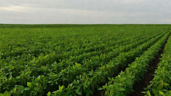 Plantação de soja no Brasil com céu nublado, representando alta de preços por tensões no Mar Negro