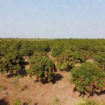Plantação de mangueiras com frutos maduros no Norte de Minas Gerais