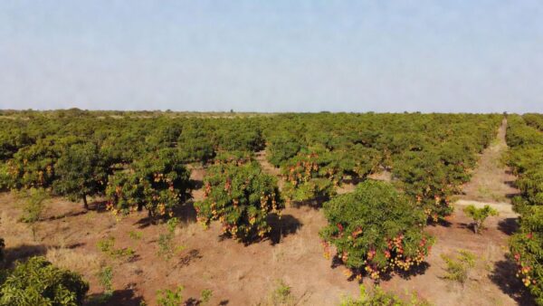 Plantação de mangueiras com frutos maduros no Norte de Minas Gerais