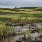Lavouras de trigo e cana alagadas por chuvas no sul do Brasil