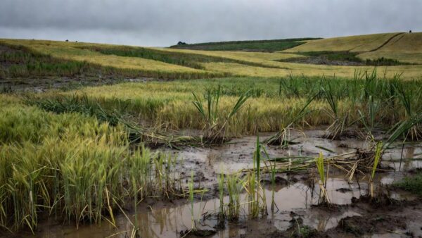 Lavouras de trigo e cana alagadas por chuvas no sul do Brasil