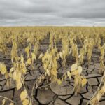 Plantação de soja danificada por mudanças climáticas na agropecuária brasileira