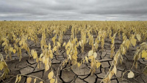 Plantação de soja danificada por mudanças climáticas na agropecuária brasileira