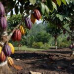 Plantação de cacau na Bahia com frutos maduros