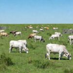 Foto: Fazenda Dona Amélia