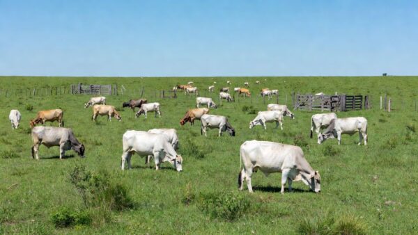 Foto: Fazenda Dona Amélia