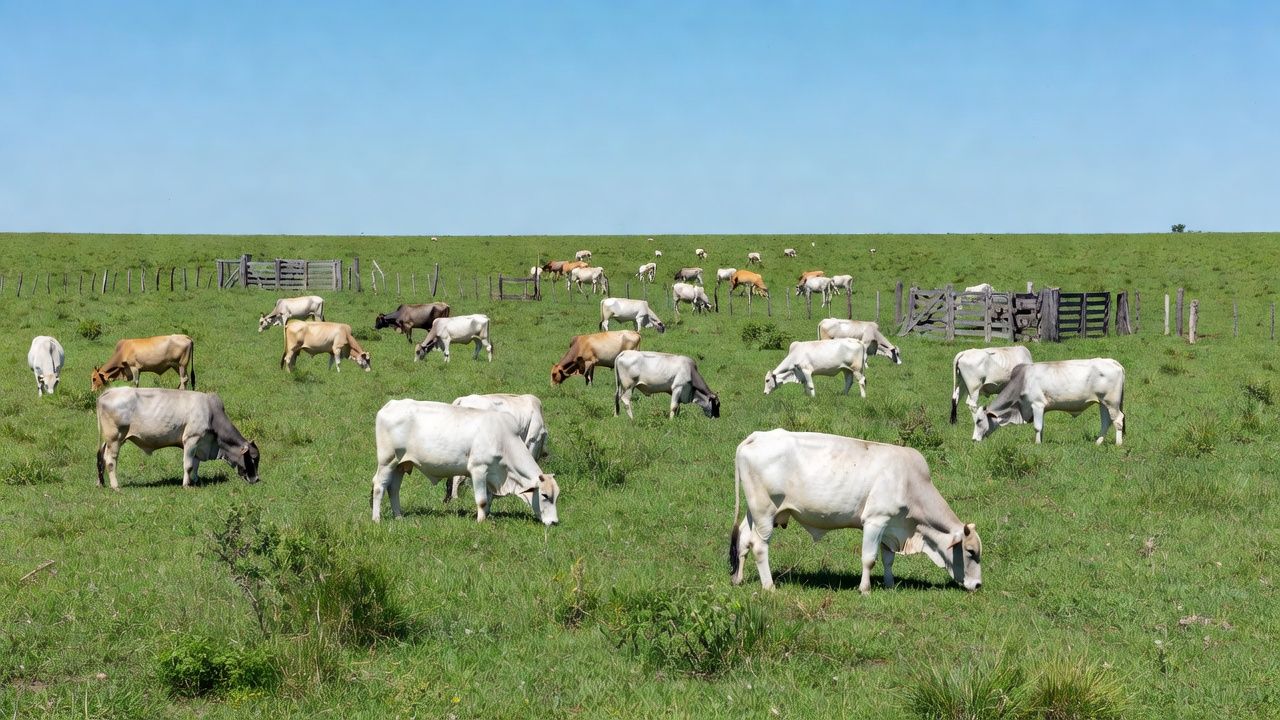 Foto: Fazenda Dona Amélia