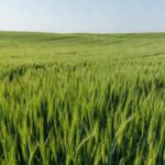 Campos de trigo plantados no Brasil para a safra 2026