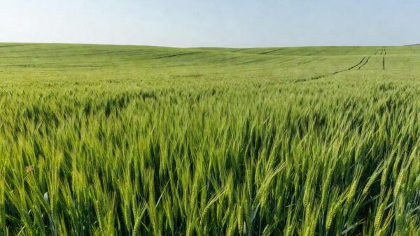 Campos de trigo plantados no Brasil para a safra 2026