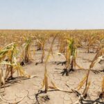 Plantação de milho ressecada pela seca e calor no Brasil