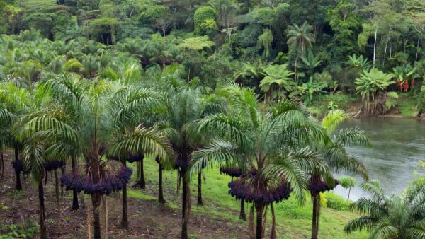 Foto: Sodré Pará 24 horas