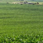 Lavouras de soja em Mato Grosso para Radar de Oportunidades do Agro