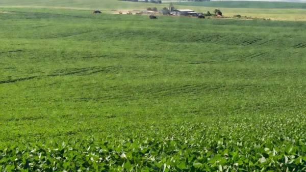 Lavouras de soja em Mato Grosso para Radar de Oportunidades do Agro