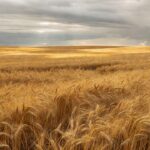 Campos de trigo no Brasil com espigas douradas sob céu nublado, impactados por tensões no Mar Negro