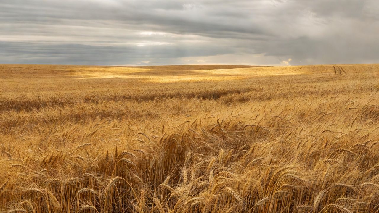 Campos de trigo no Brasil com espigas douradas sob céu nublado, impactados por tensões no Mar Negro