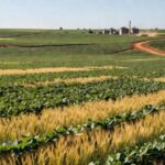 Campos de soja no Rio Grande do Sul sobre crédito rural para produtores gaúchos