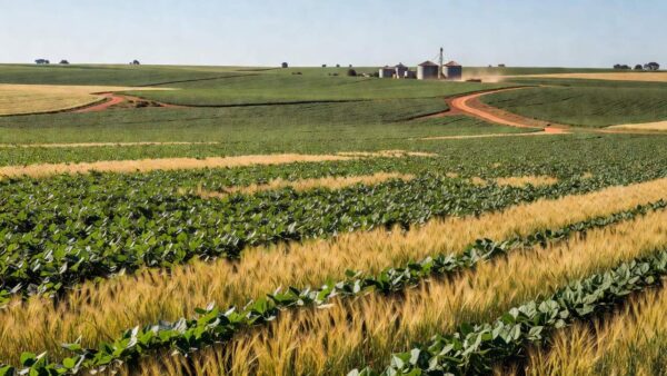 Campos de soja no Rio Grande do Sul sobre crédito rural para produtores gaúchos