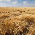 Campos de trigo no Brasil representando oferta abundante no mercado
