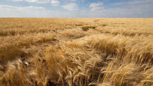Campos de trigo no Brasil representando oferta abundante no mercado