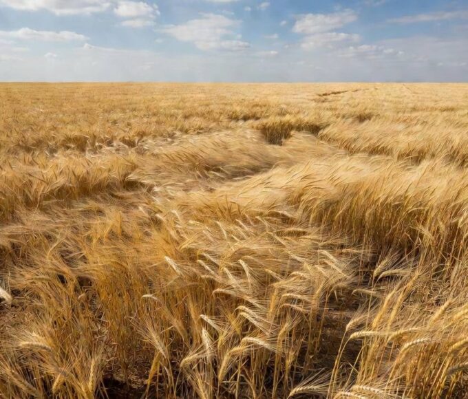 Campos de trigo no Brasil representando oferta abundante no mercado