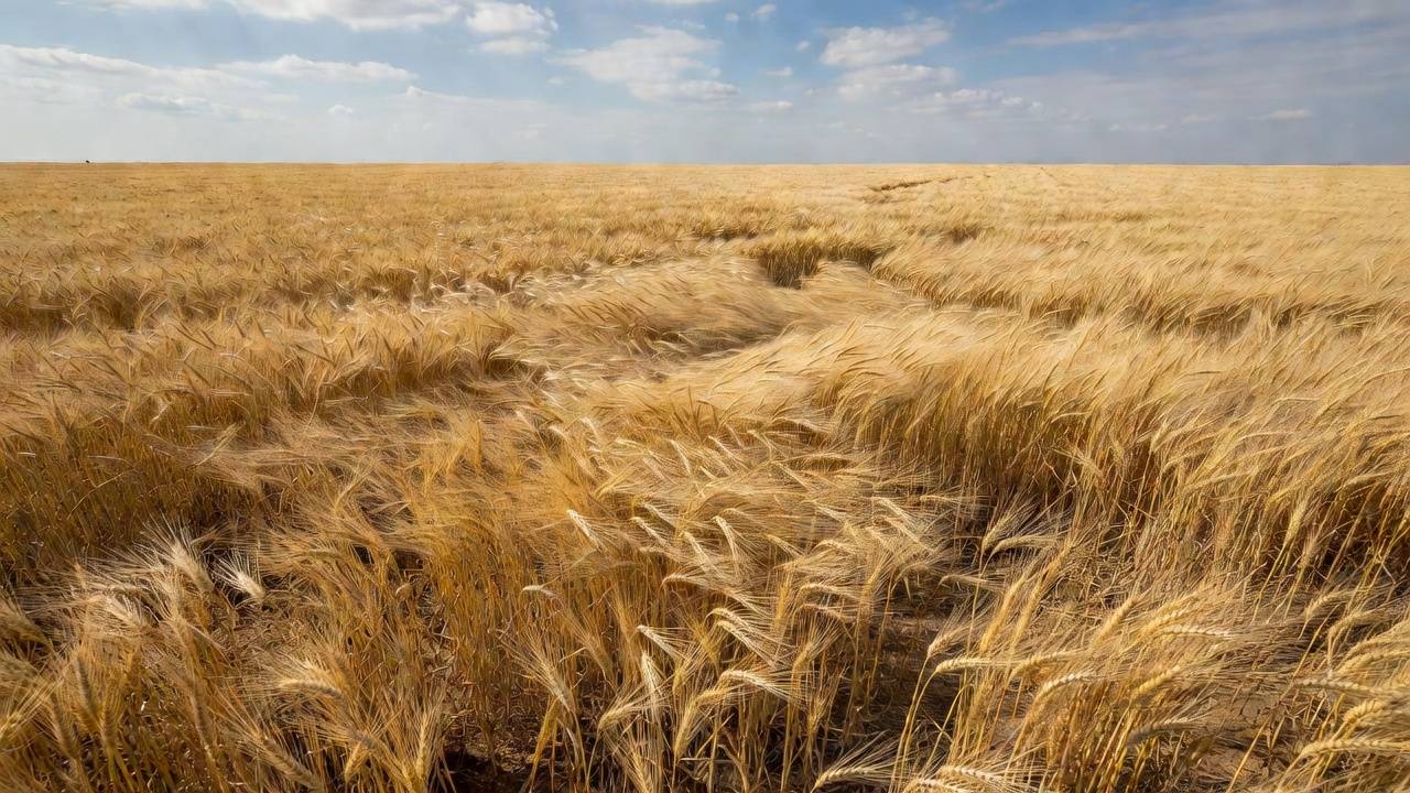 Campos de trigo no Brasil representando oferta abundante no mercado