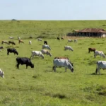 Montagem CompreRural