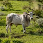 Imagem Ilustrativa de Manso / fonte: The Farm Brief