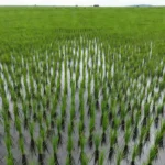 Lavoura de arroz irrigado no Brasil com sistema de irrigação