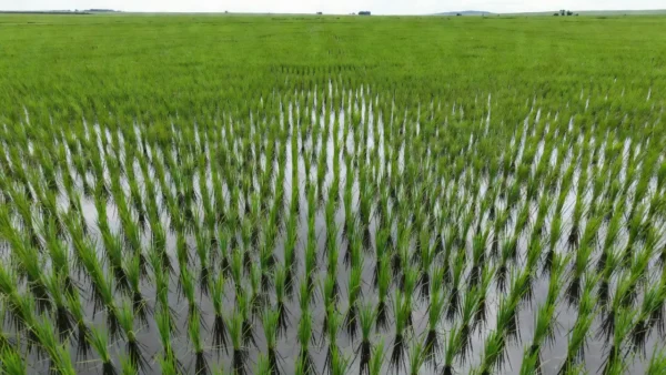 Lavoura de arroz irrigado no Brasil com sistema de irrigação