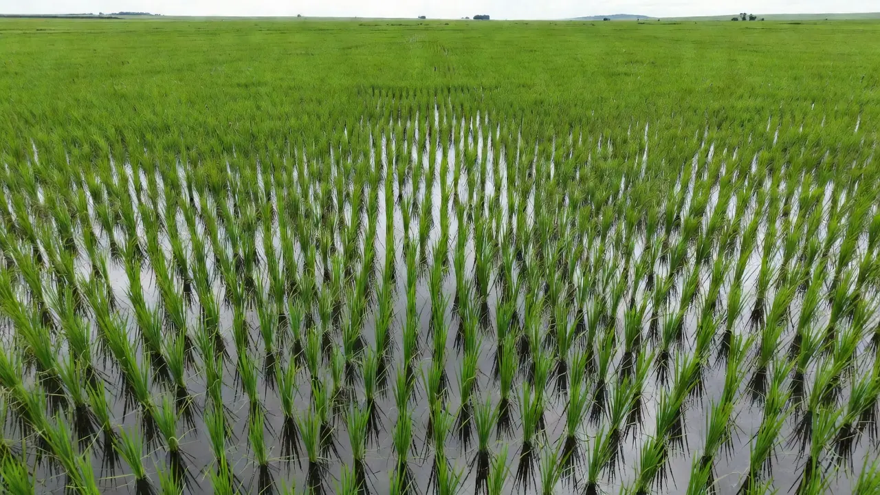 Lavoura de arroz irrigado no Brasil com sistema de irrigação
