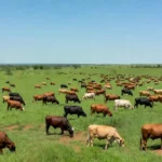 Rebanho de gado em pastagem de Mato Grosso simbolizando exportação de carne bovina
