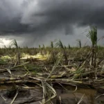 Lavouras de cana danificadas por tempestade em Ribeirão Preto