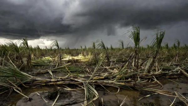 Lavouras de cana danificadas por tempestade em Ribeirão Preto