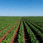 Lavoura de soja brasileira em campo verde sob céu claro