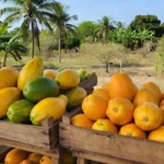 Mamões formosa e havaí em mercado na Bahia