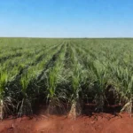 Plantação de cana-de-açúcar no Brasil representando o mercado de açúcar