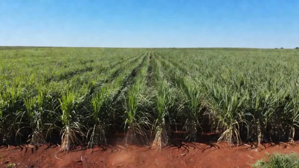 Plantação de cana-de-açúcar no Brasil representando o mercado de açúcar