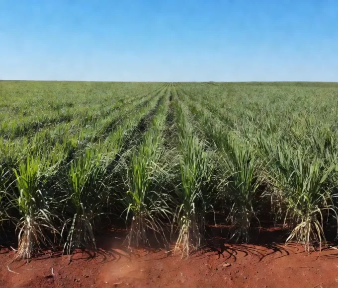 Plantação de cana-de-açúcar no Brasil representando o mercado de açúcar