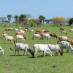 À esquerda, o pecuarista Rafael Andrade Asato; à direita, André Bartocci. Ambos têm fazendas em Mato Grosso do Sul. — Foto: Arquivo pessoal